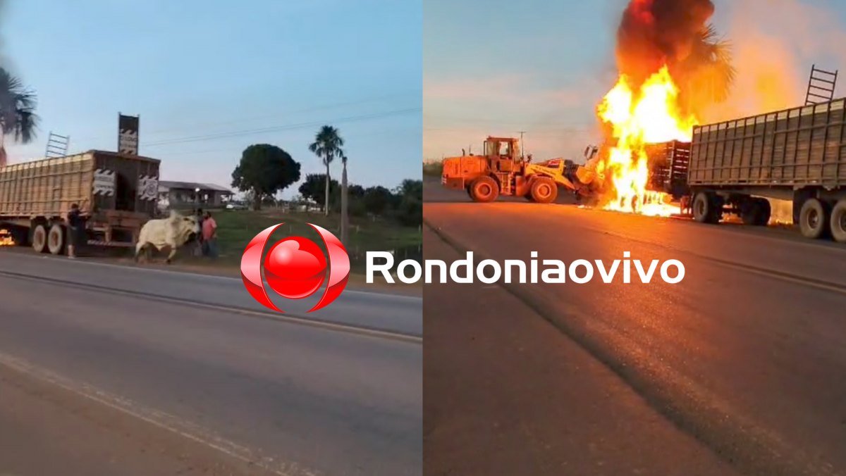NA BR-319: Vídeo mostra animais sendo salvos durante incêndio em caminhão boiadeiro 