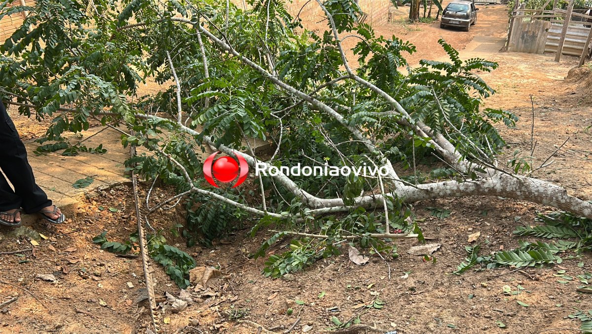 URGENTE: Venezuelano fica em estado grave após cair de pé de seriguela