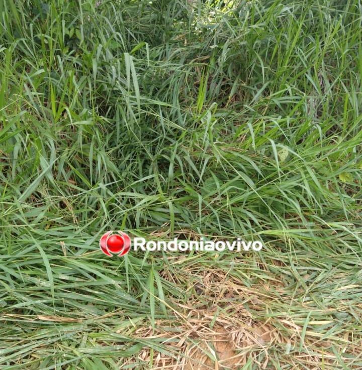 EMBOSCADA: Entregador de leite é assassinado a tiro por homem escondido em mata