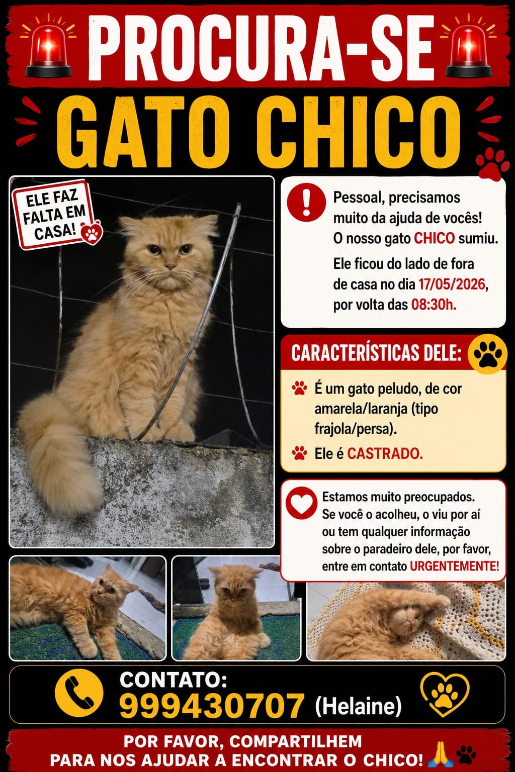 AJUDE: Família procura gato Persa desaparecido na zona Sul