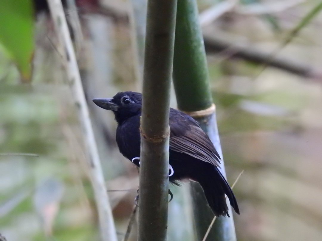 CARNAVAL 2026: Ecoturismo em Porto Velho abre portas para novos negócios com apoio do Sebrae