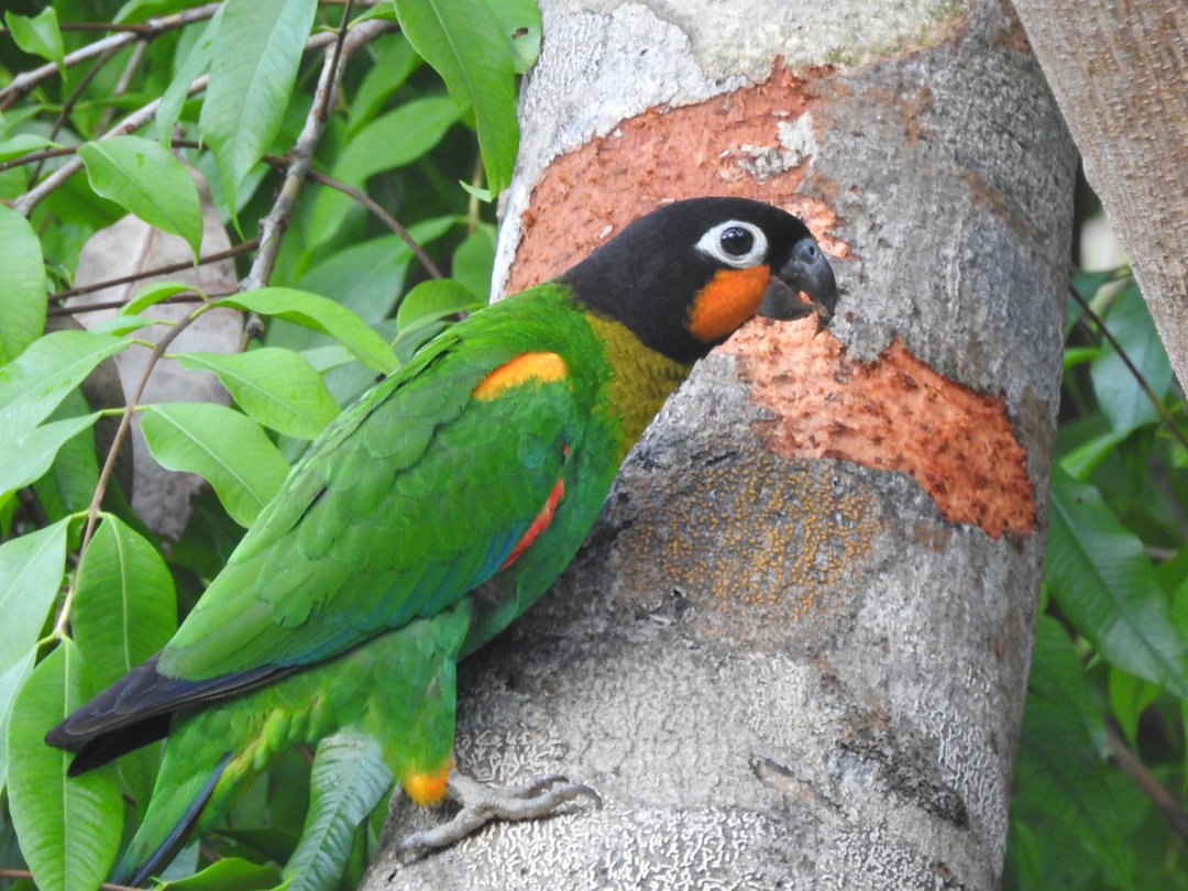 CARNAVAL 2026: Ecoturismo em Porto Velho abre portas para novos negócios com apoio do Sebrae
