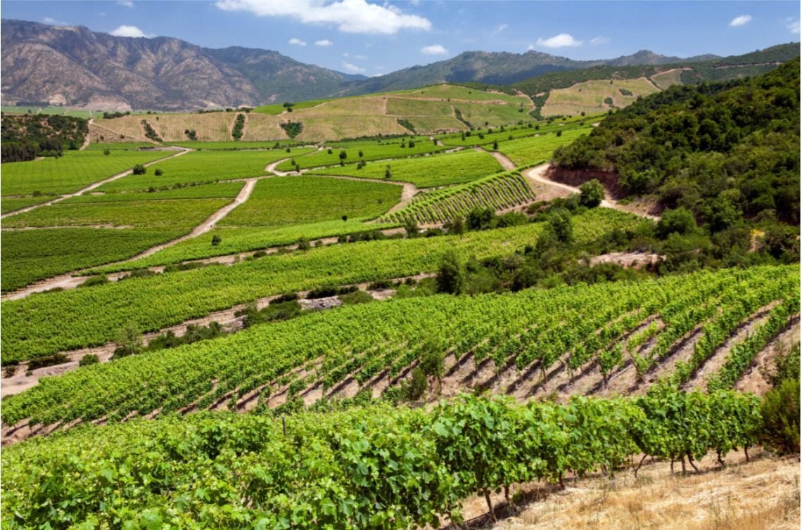 O que é vinho reserva - por Reinaldo Selhorst