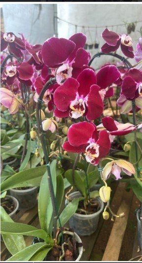 FLORES: Vem aí mais um mega festival de Orquídeas do Orquidário Pai e Filho 