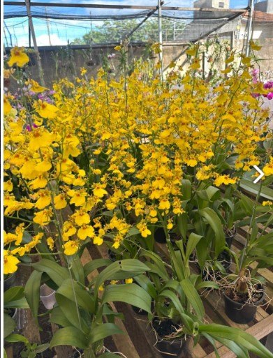 FLORES: Vem aí mais um mega festival de Orquídeas do Orquidário Pai e Filho 