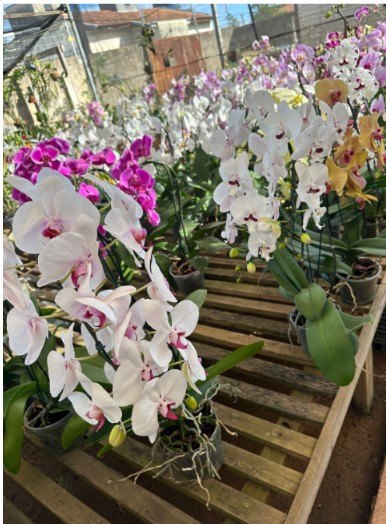 FLORES: Vem aí mais um mega festival de Orquídeas do Orquidário Pai e Filho 