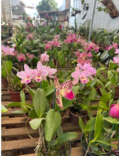 FLORES: Vem aí mais um mega festival de Orquídeas do Orquidário Pai e Filho 