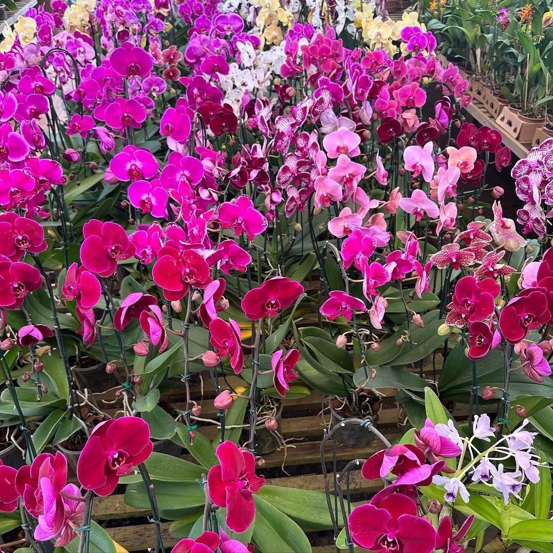 FLORES: Festival de Orquídeas dos namorados, acontecendo na praça das Caixas D’água 