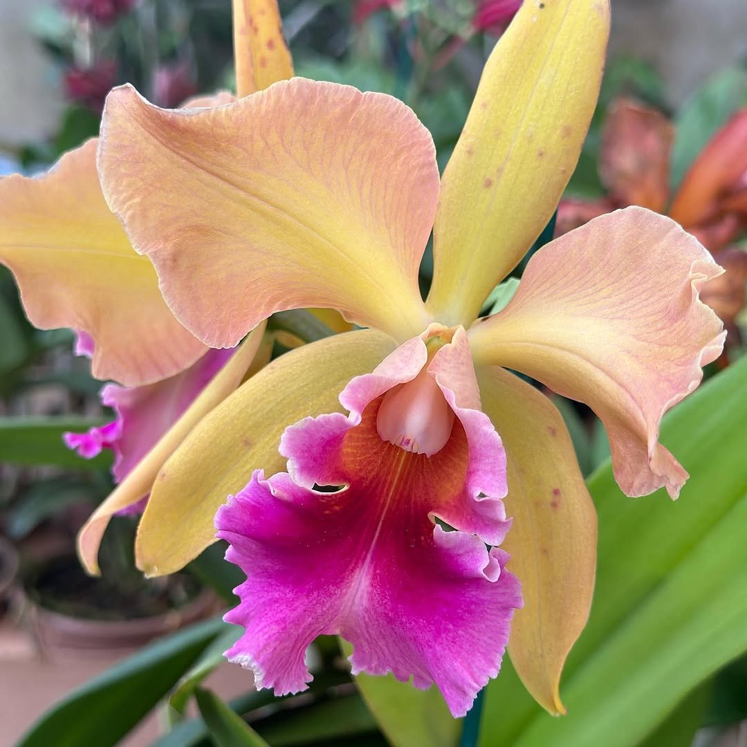 FLORES: Festival de Orquídeas dos namorados, acontecendo na praça das Caixas D’água 