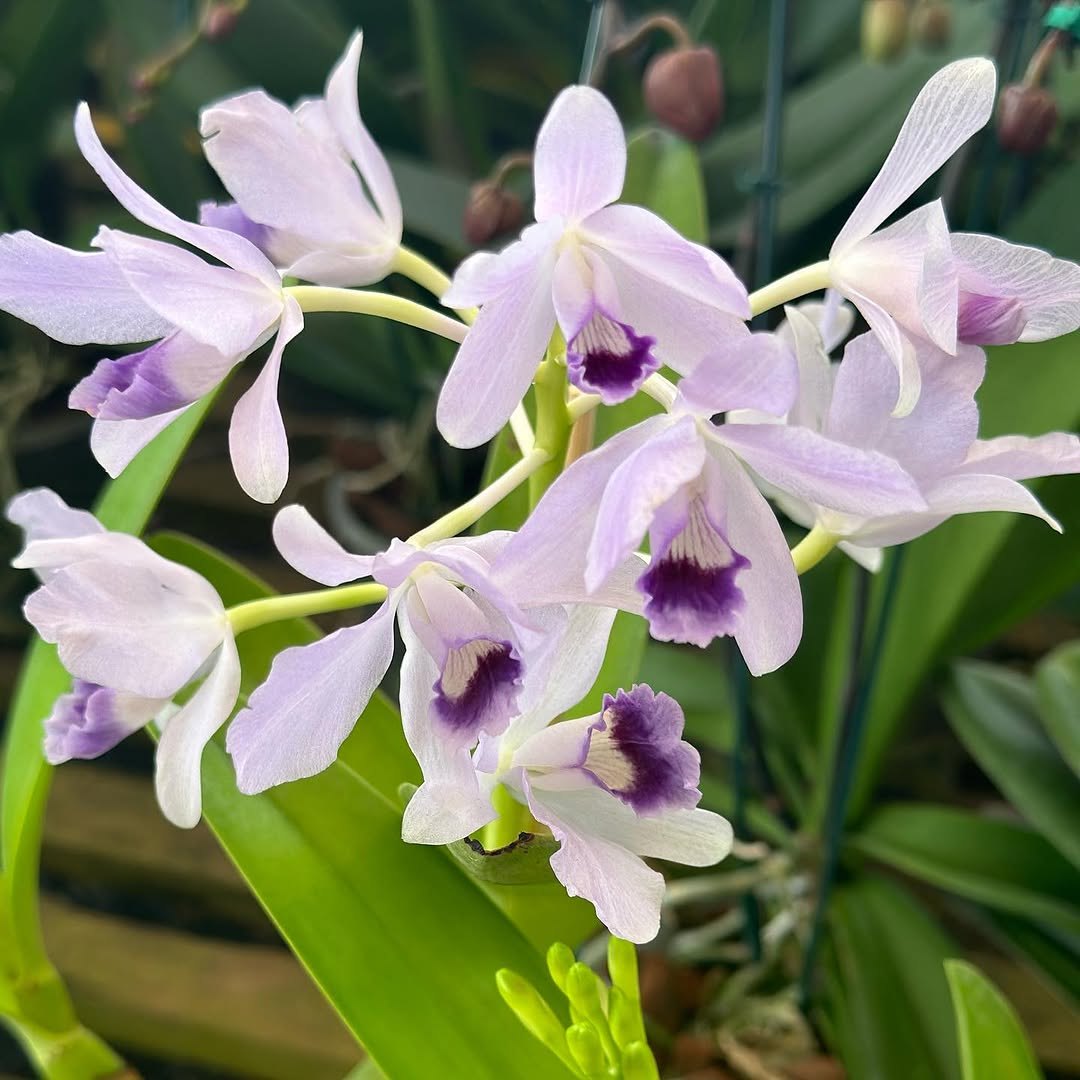 FLORES: Festival de Orquídeas dos namorados, acontecendo na praça das Caixas D’água 