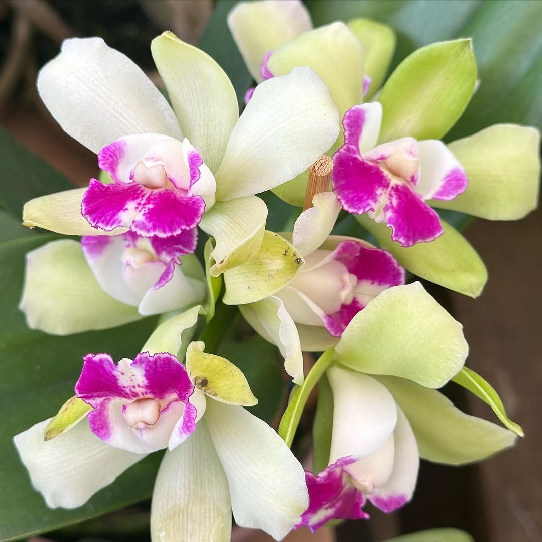 FLORES: Festival de Orquídeas dos namorados, acontecendo na praça das Caixas D’água 