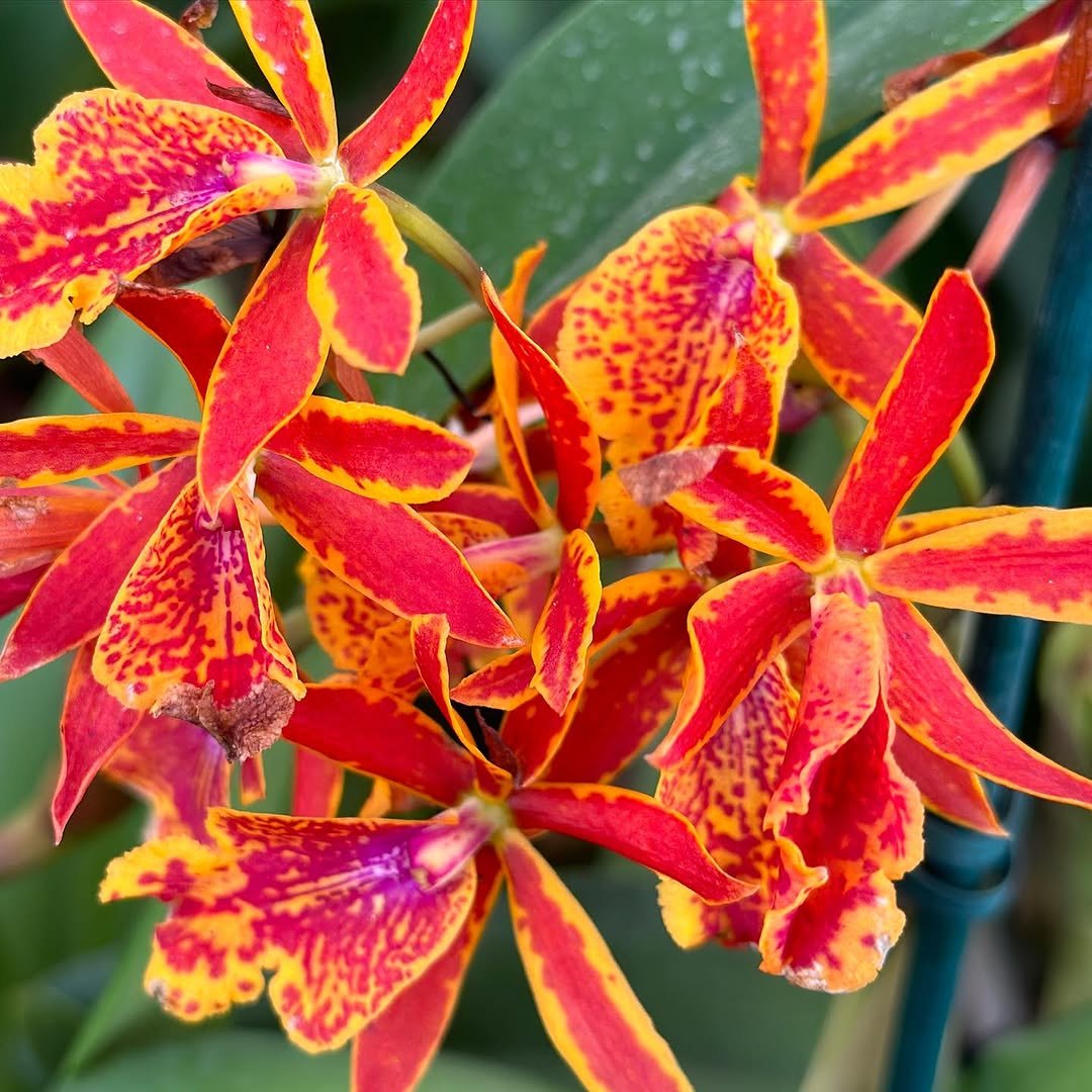 FLORES: Festival de Orquídeas dos namorados, acontecendo na praça das Caixas D’água 
