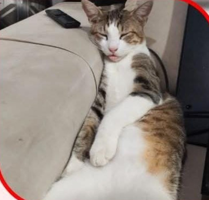 PROCURA-SE: Família procura gatinho desaparecido em PVH