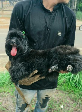 É SUA?: Cadela é encontrada nas imediações da BR-364