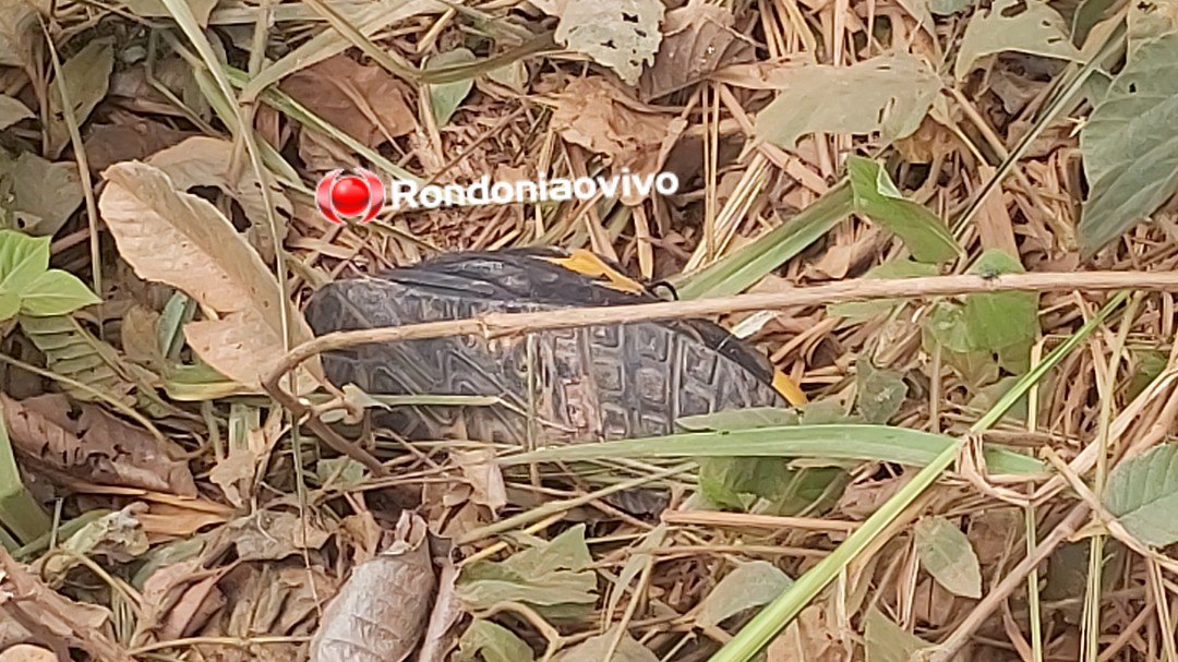 DECOMPOSIÇÃO: Homem é executado a tiros e desovado nas margens do Anel Viário