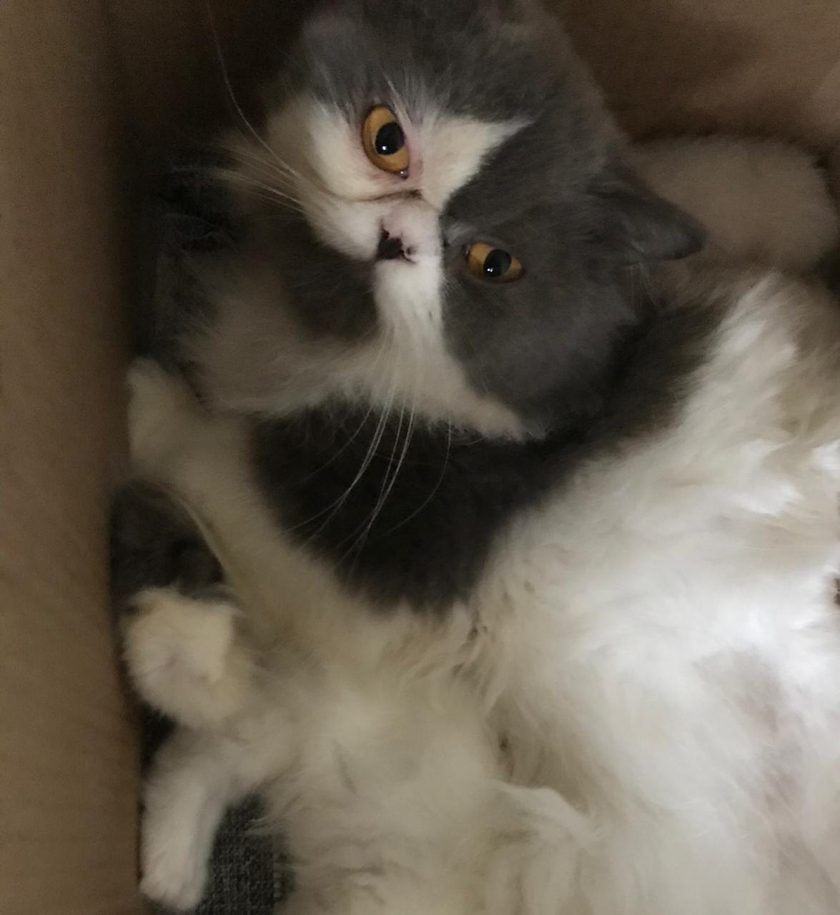 POPEYE: Família pede ajuda para encontrar gato desaparecido na capital