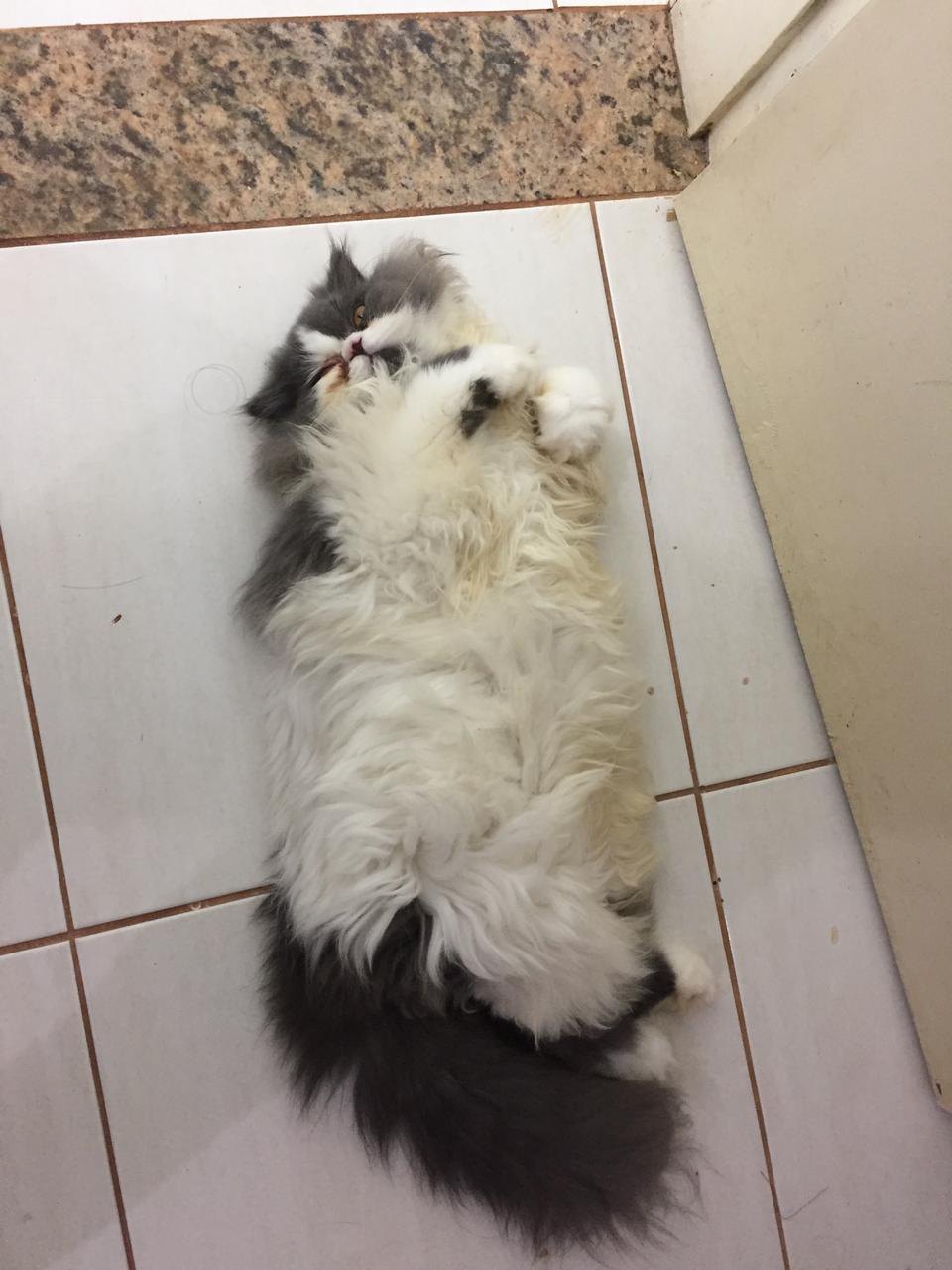 POPEYE: Família pede ajuda para encontrar gato desaparecido na capital