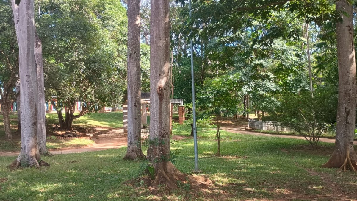 TURISMO URBANO: Um paraíso no meio da cidade, assim é o bosque de Ouro Preto do Oeste 