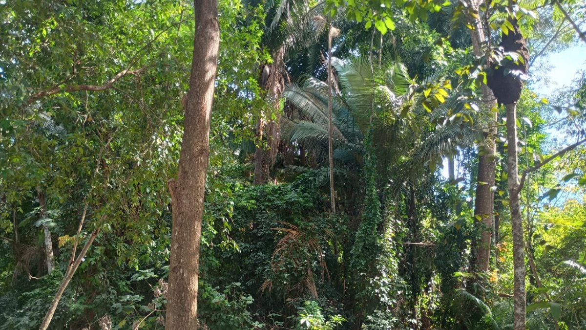 TURISMO URBANO: Um paraíso no meio da cidade, assim é o bosque de Ouro Preto do Oeste 
