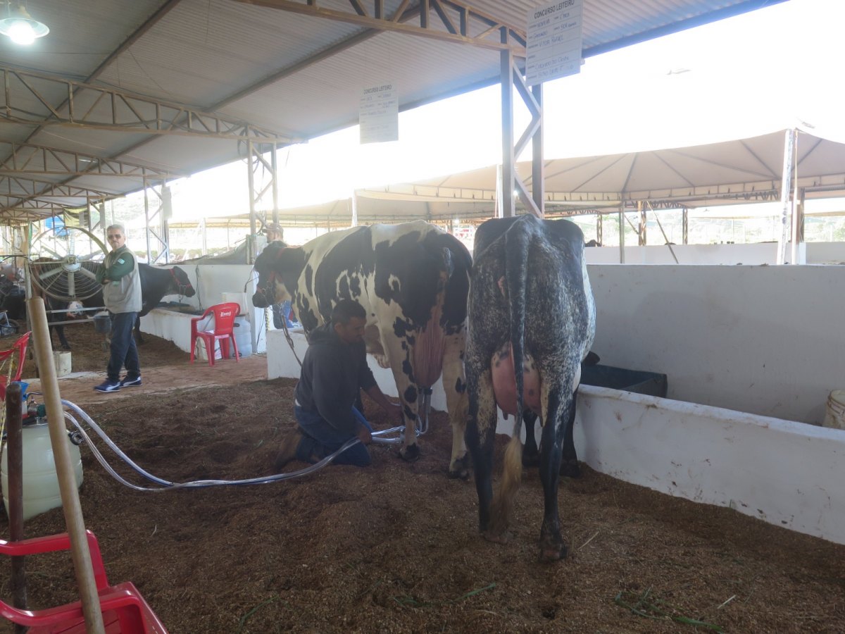 EM COLORADO DO OESTE: Concurso Leiteiro da 38ª Expocol tem início e reúne 19 produtores 