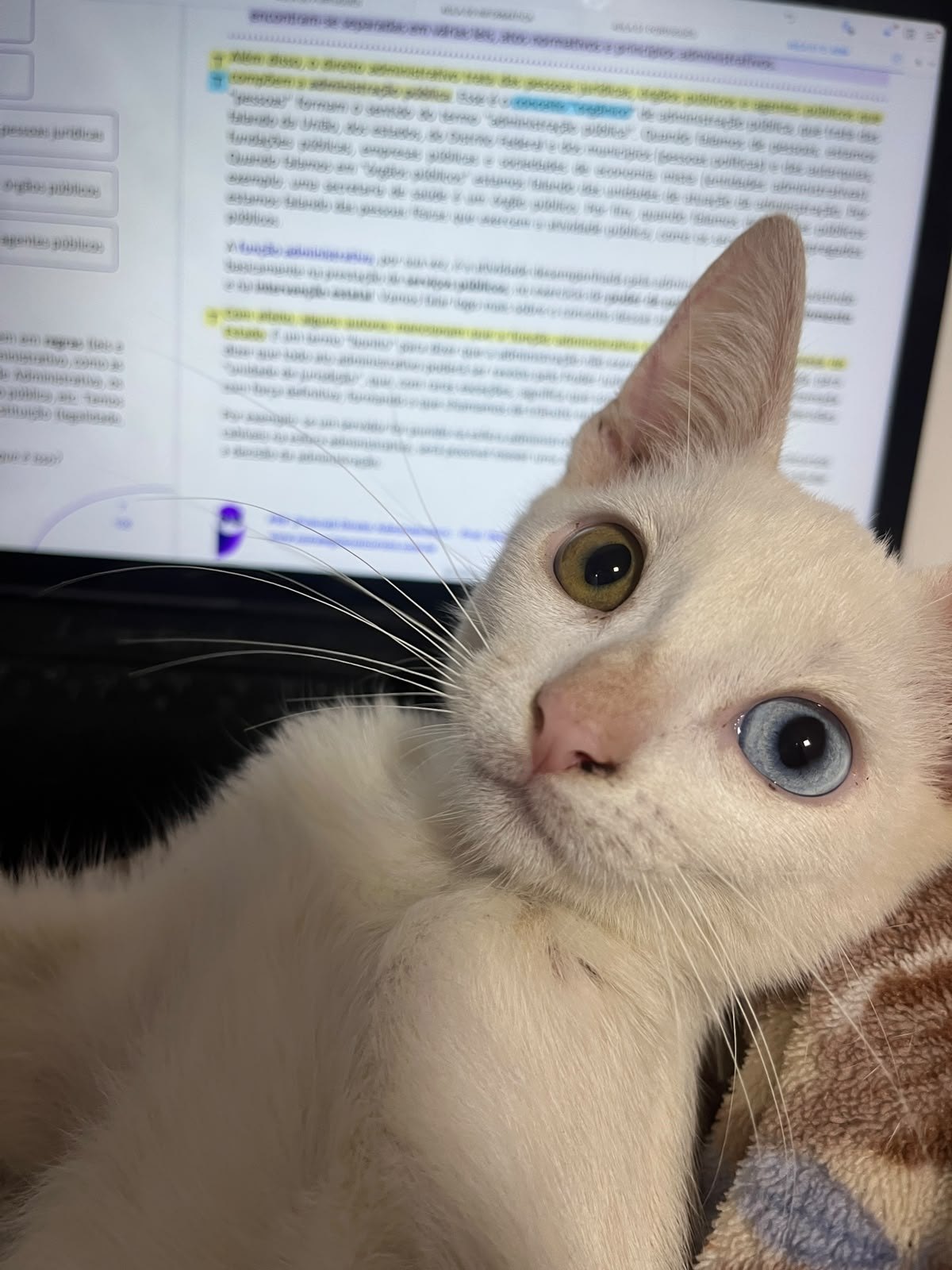 DESAPARECIDO: Família procura gatinho Atlas desaparecido em PVH