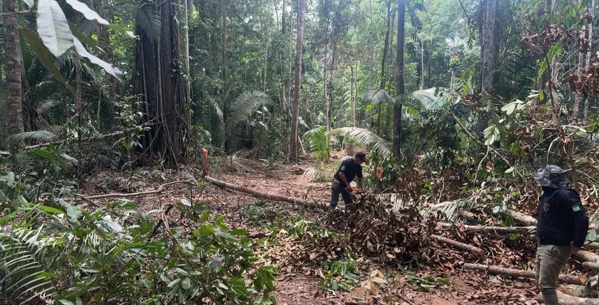 IGARAPÉ LAGE: PF combate extração ilegal de madeira em terra indígena de Rondônia