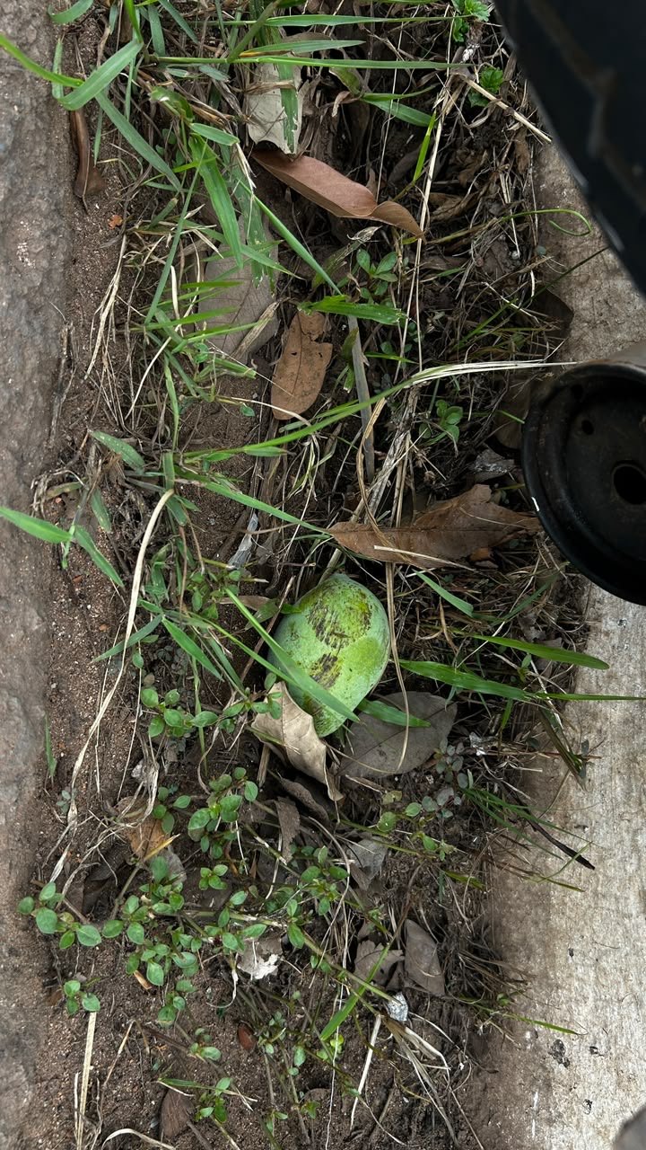 NA GUAPORÉ: Criança sofre grave acidente após manga em avenida causar queda de moto