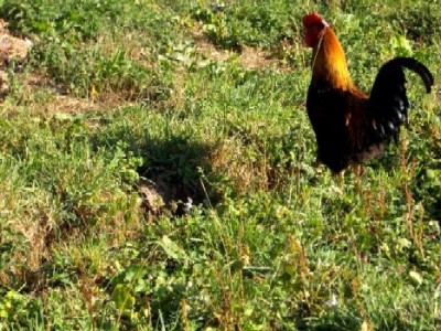 Mulher acusa vizinho de matar galo e de ter mantido relação sexual com o mesmo