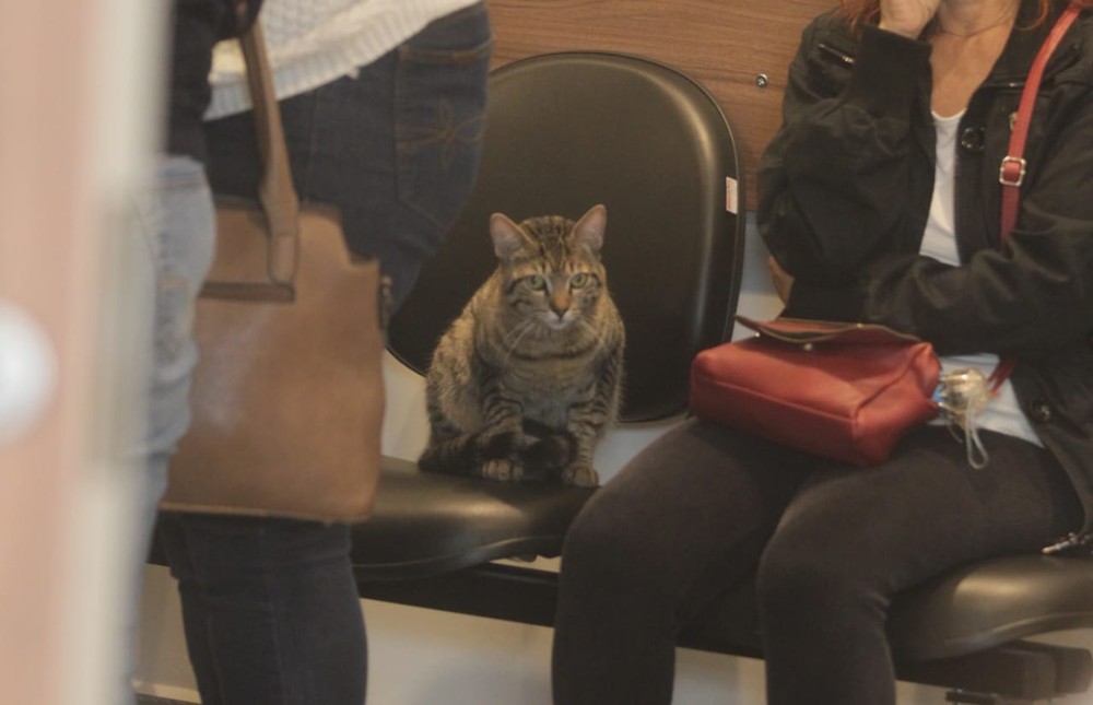 COMPANHEIRO: Gato foge de casa para acompanhar velório de dona