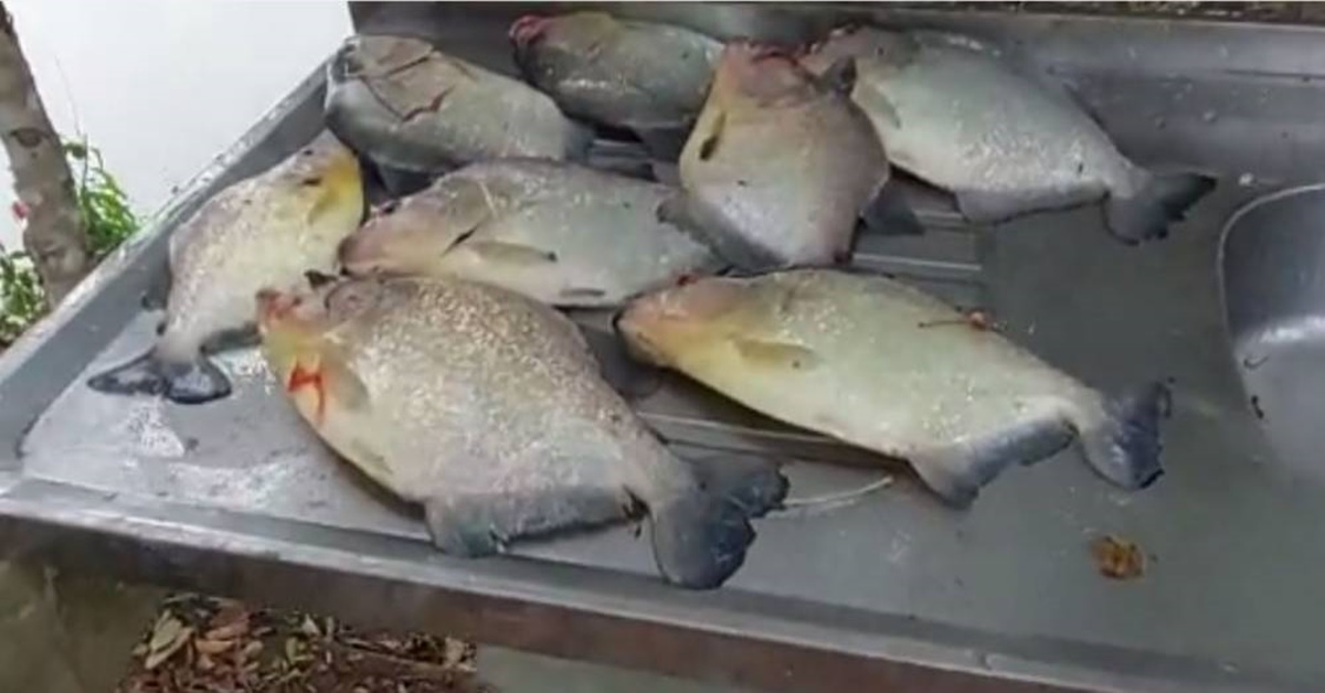 ALERTA: Rio Guaporé, em Pimenteiras, pode estar infestado de piranhas