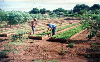 Projeto Horta na Escola garante merenda em 15 escolas da capital