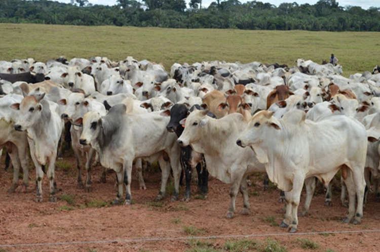 PRIMEIRA FASE: Mais de 99% dos pecuaristas de Rondônia declararam rebanho