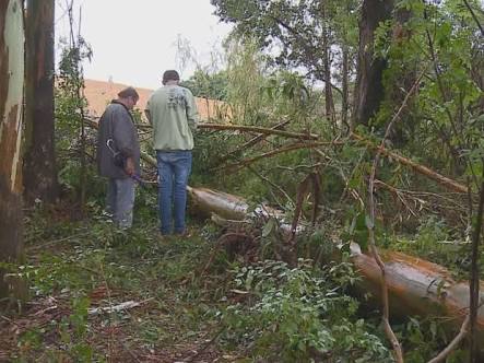 FATAL: Trabalhador morre ao ser atingido por árvore durante derrubada