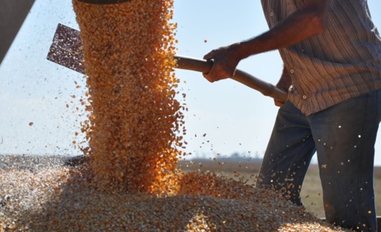 Disponibilizado análise de dados agropecuários de RO do 2º semestre de 2020