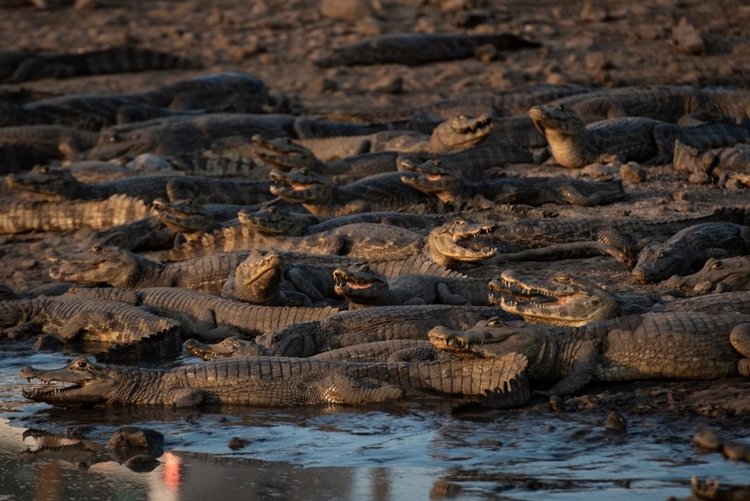 AGONIA: Milhões de jacarés podem morrer no Pantanal devido à seca que assola a região