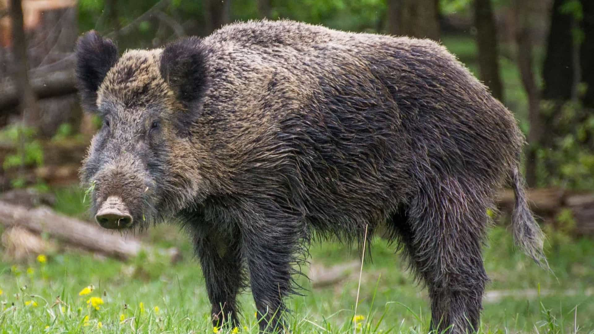 TRÁFICO: Javalis selvagens encontraram e cheiraram cocaína escondida em floresta