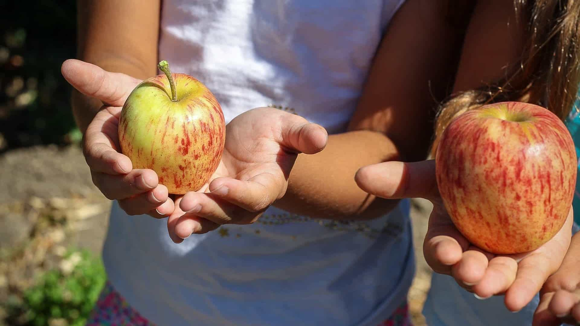 PEDIDO DE LICENÇA AMBIENTAL