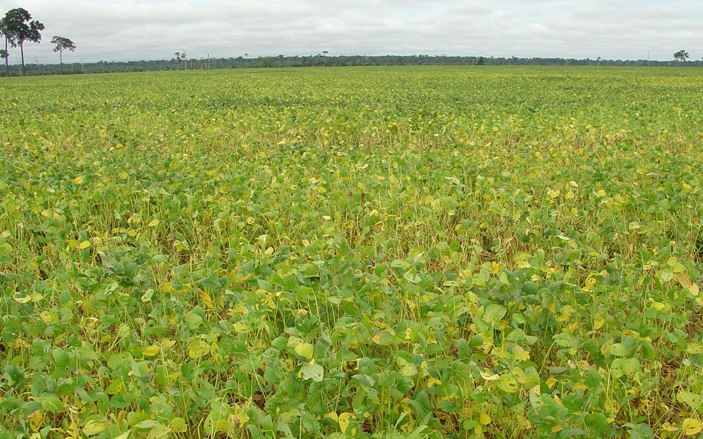 PIB: Valor Bruto da Produção em Rondônia deve atingir R$ 13 bilhões em 2020