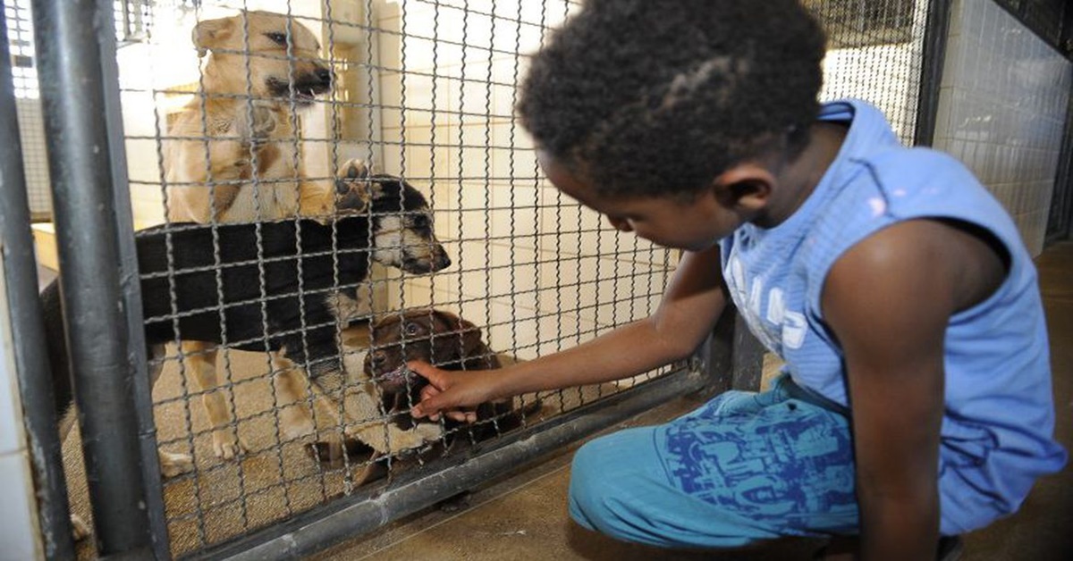 SALVOS: Publicada lei que proíbe sacrifício de animais pelas zoonoses