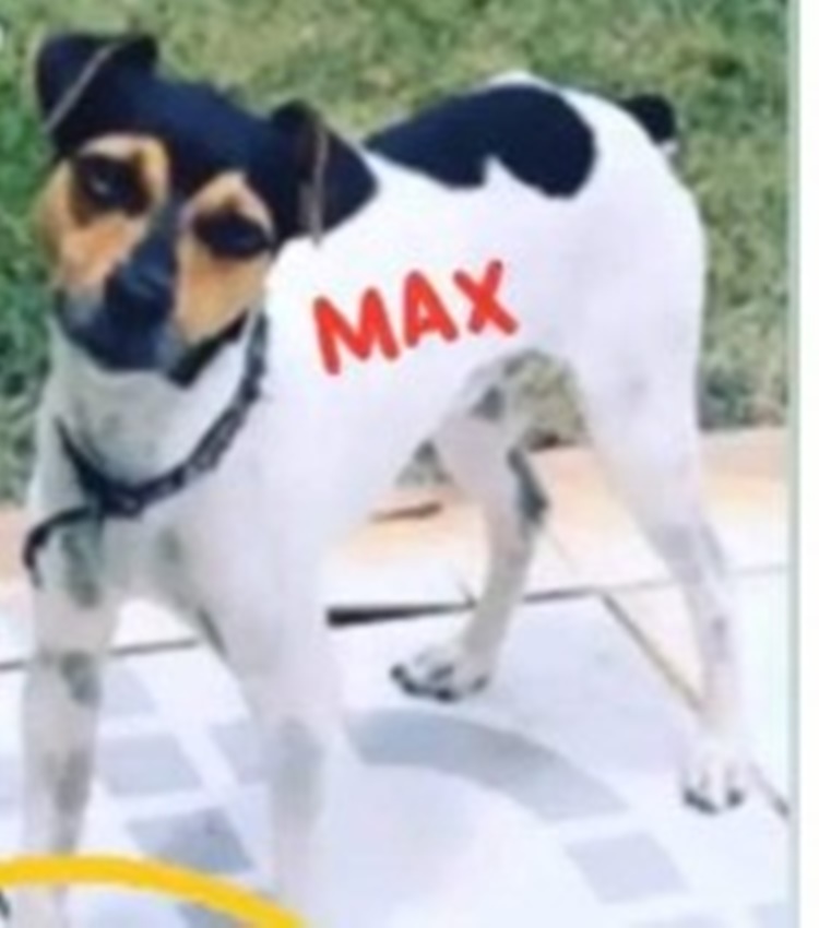 MAX: Família procura por Fox Paulistinha que desapareceu