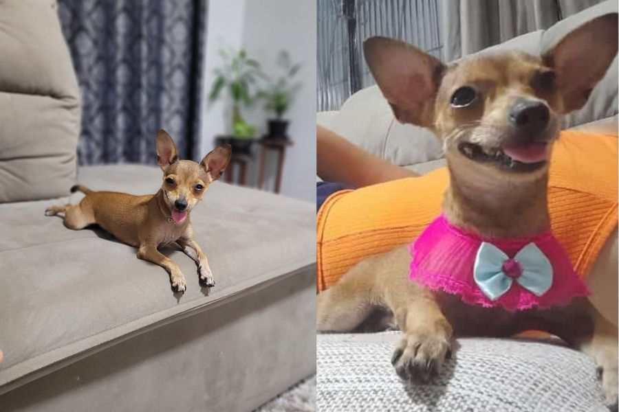 PROCURA-SE: Pinscher ‘Meg’ está desaparecida; cachorrinha precisa de cirurgia