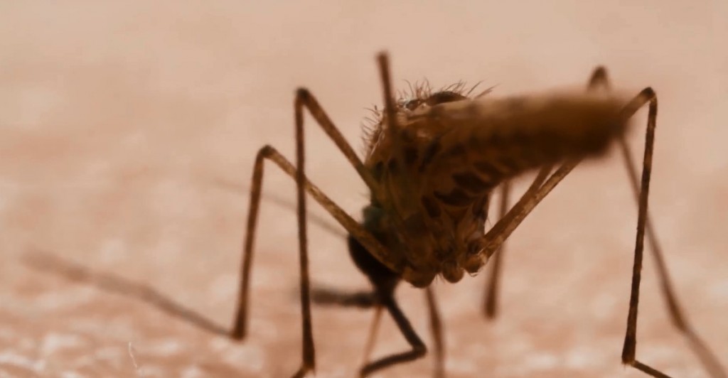 ALERTA: Casos de dengue em Rolim de Moura aumentam em meio à pandemia