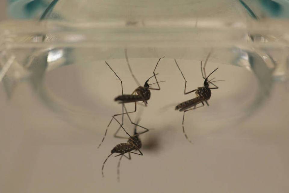 ALERTA: Casos de dengue e zika vírus aumentam em municípios de RO