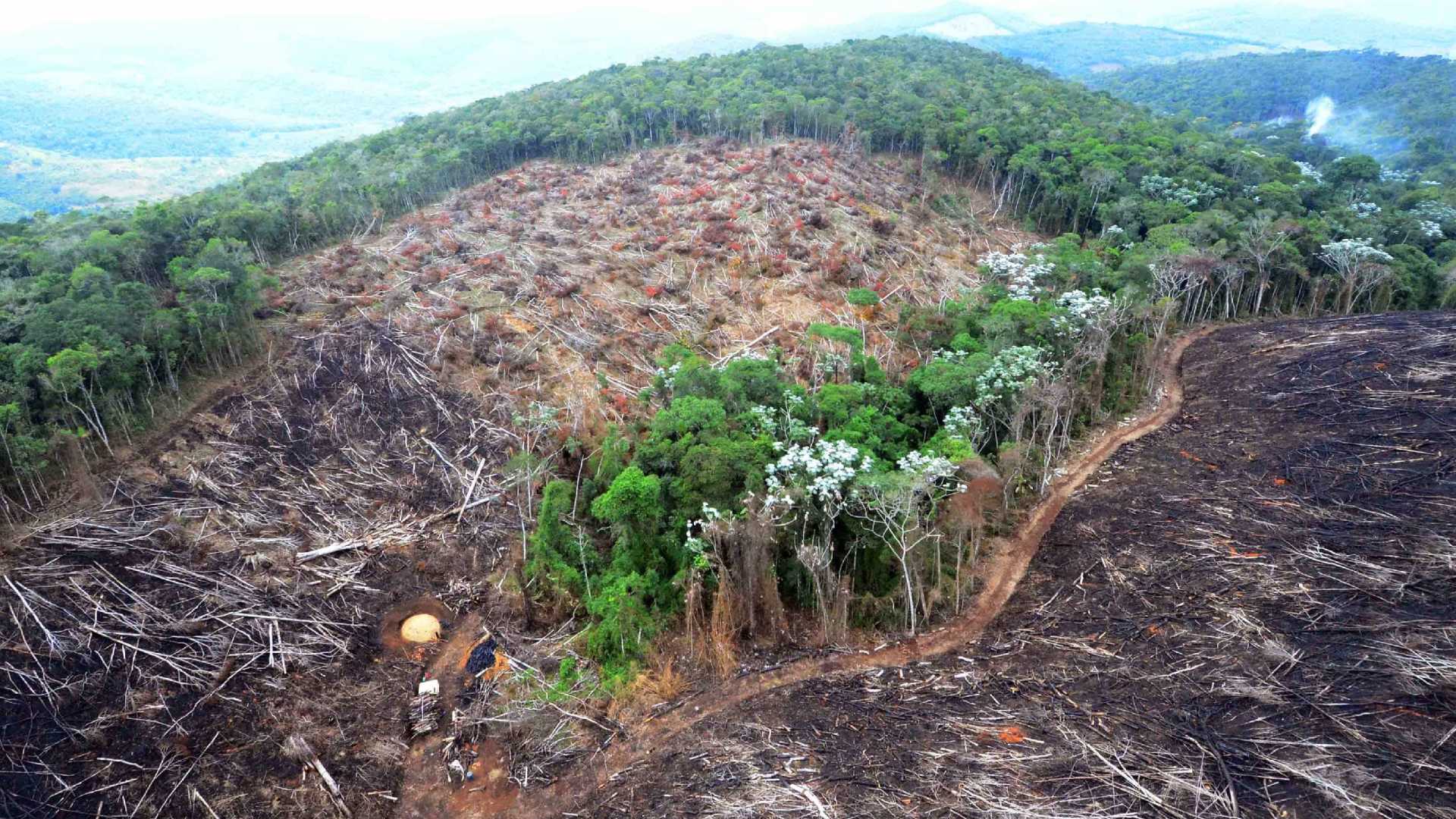 MEIO AMBIENTE: Extração de madeira valiosa na Amazônia tem indícios de fraude