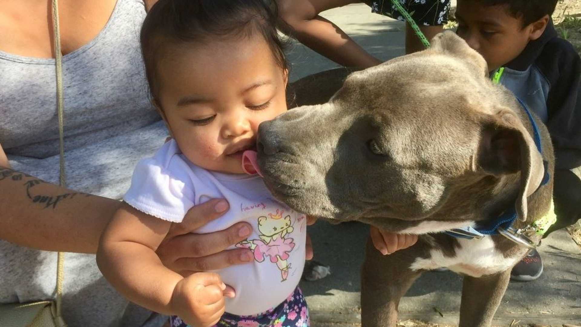 Pitbull puxa bebê pela fralda para salvá-la de incêndio