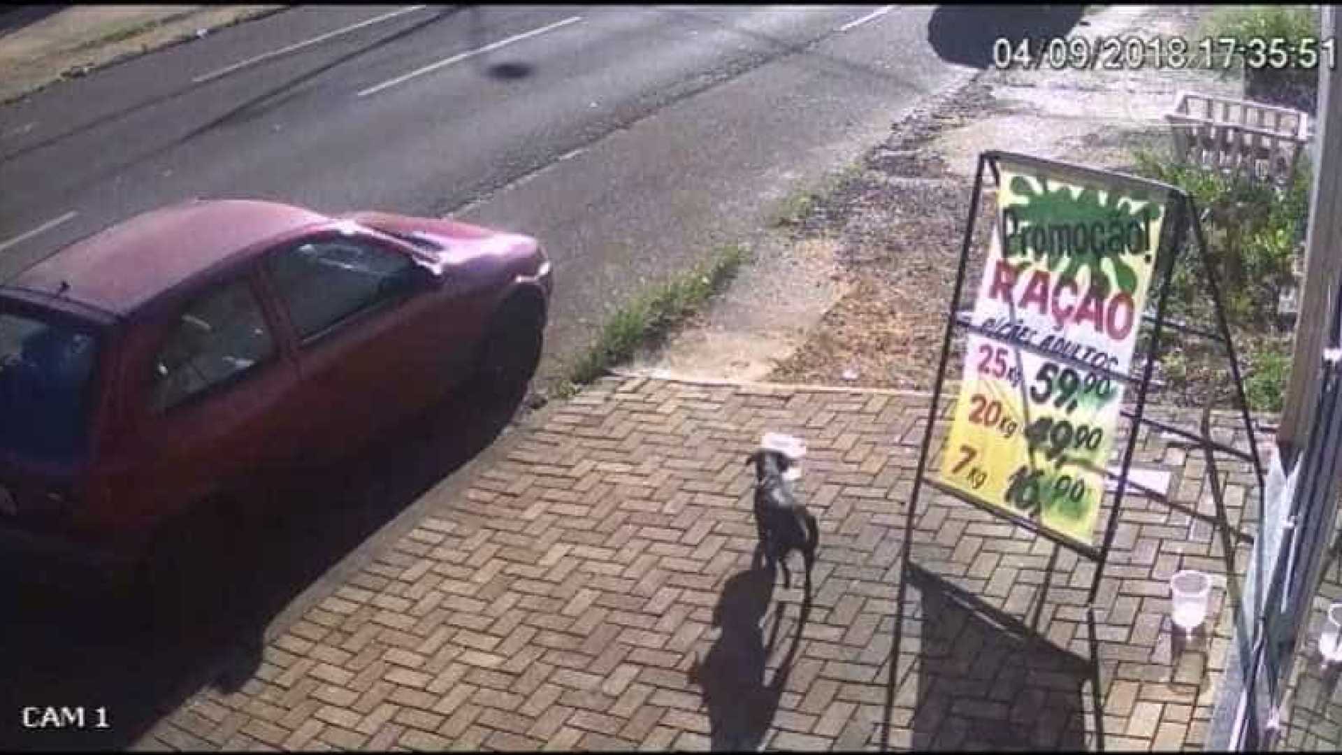 VÍDEO: Cachorro furta pote com ração em frente a pet shop