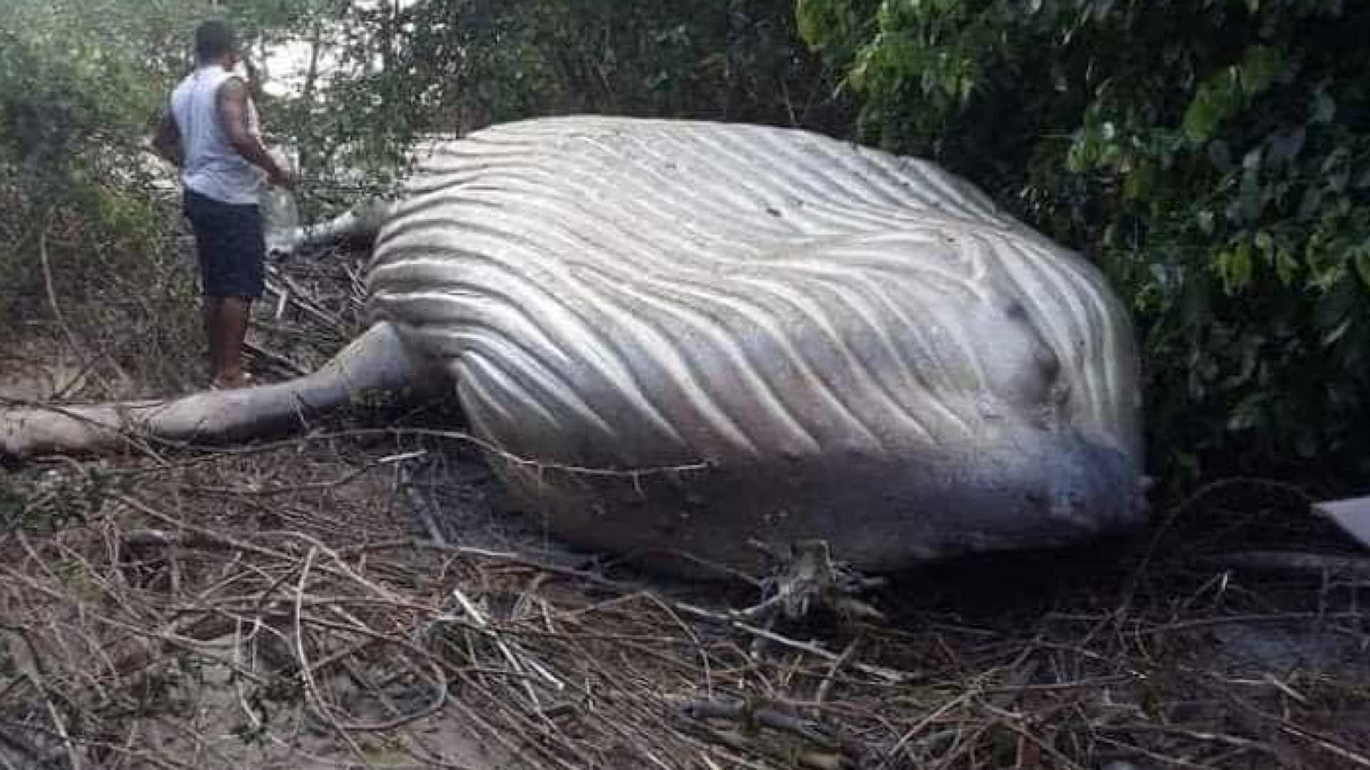 VÍDEO - Mistério: baleia jubarte de 11 metros é encontrada no meio da mata