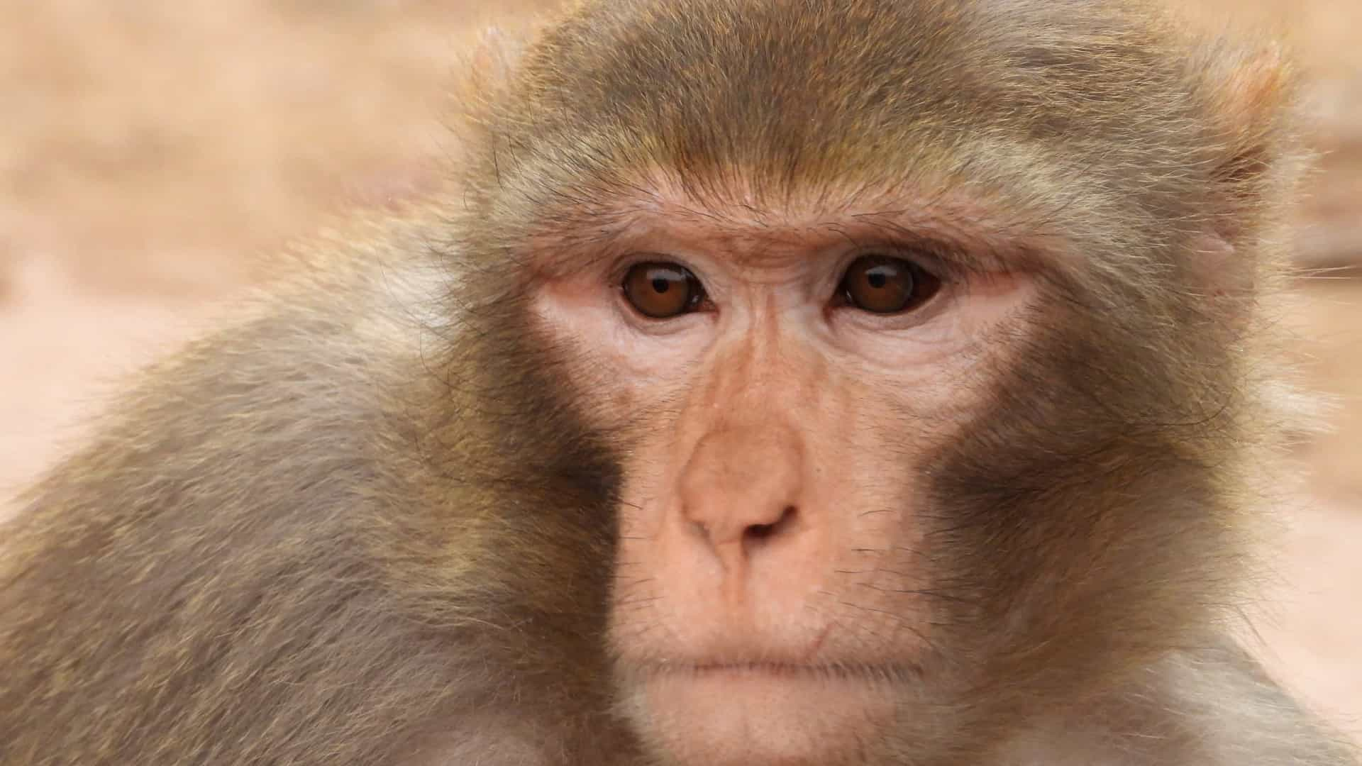 GENÉTICA: Cientistas criam macacos com autismo para testar novos medicamentos