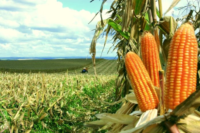 GRÃOS: Dia de Campo Safrinha 2019 acontece dia 19 de junho em Vilhena