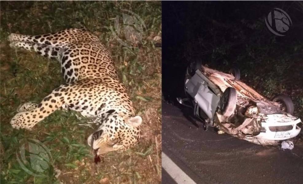 ACIDENTE: Carro capota após atropelar onça na BR-364